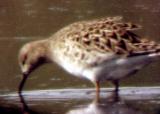 Ruff - female 5-3-05  color - number two