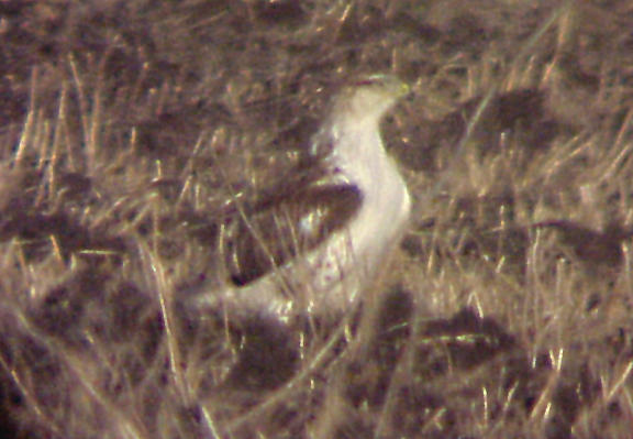 Ferruginous Hawk - MS - 12-31-04.jpg