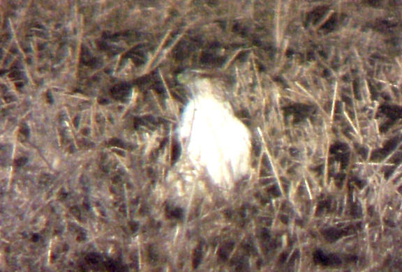 Ferruginous Hawk - MS - 12-31-04 - 1.jpg