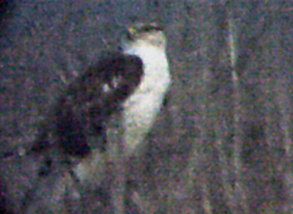 Ferruginous Hawk - MS- 12-31-04  - 3.jpg