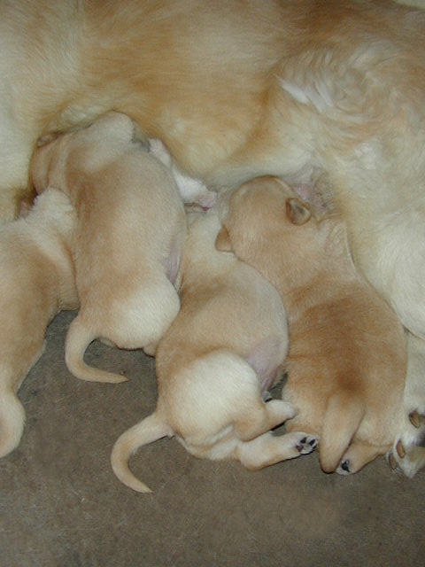 Mothers care