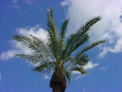 paradise palmin paradise palms