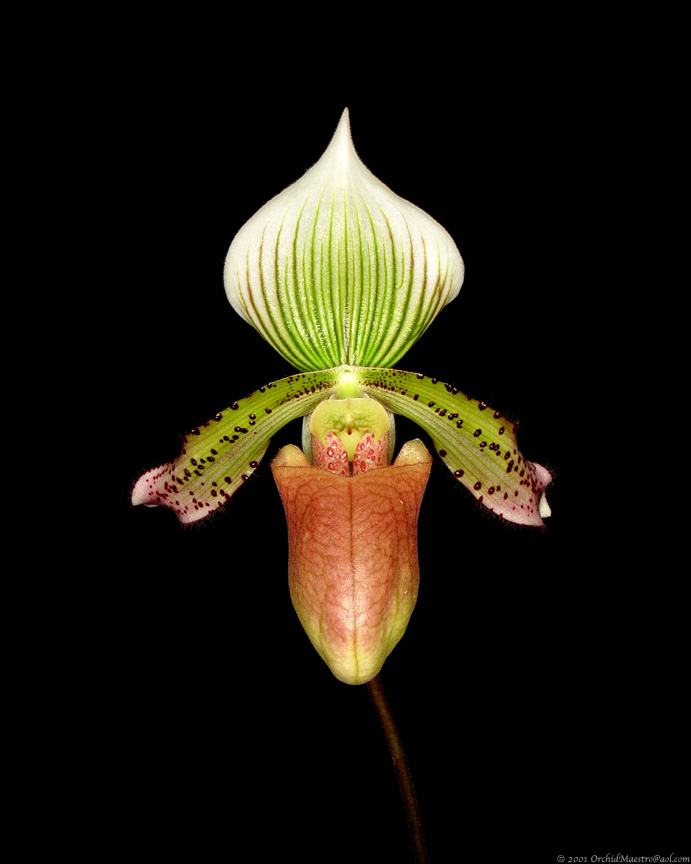 Paph superbiens SIF x Paph curtisii sanderae Bion