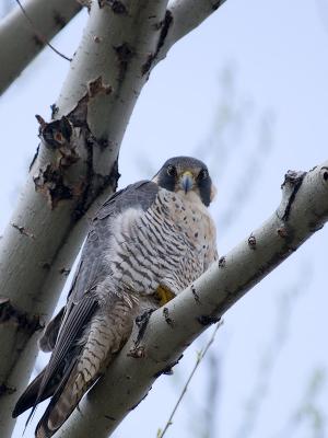 6th Place Rare Peregrine Falcon in Tree KimR