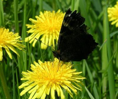 ButterflyPhotoPhile