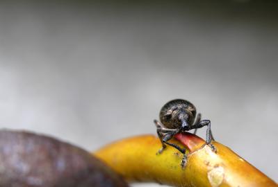 Hi - I'm from Mars - Nice garden you've got!Peskild