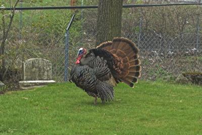 Not So Wild TurkeyRaymond Palleschi