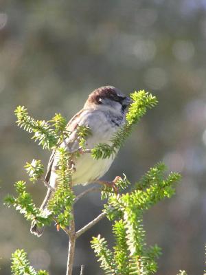 House SparrowSpring