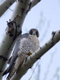 <b><I>6th Place</I></B> <BR>Rare Peregrine Falcon in Tree <br><b>KimR