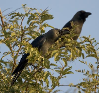 Indian House Crow