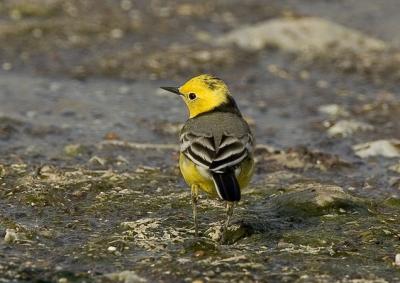 Citrine Wagtail