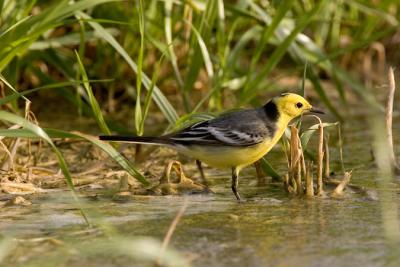 Citrine Wagtail