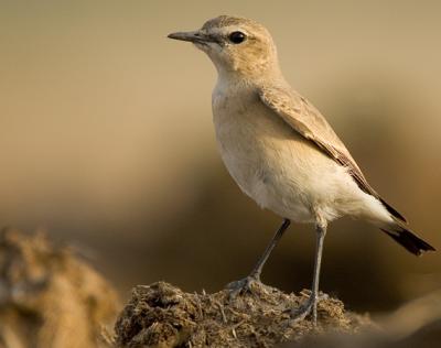 izabelline wheatear_MG_9736.jpg