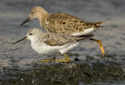 marsh sandpiper_MG_6871.jpg