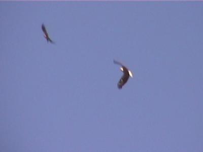 P000011f.jpg