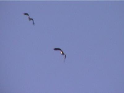 P000012f.jpg