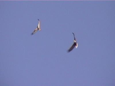 P000017f.jpg