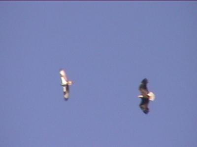 P000018f.jpg
