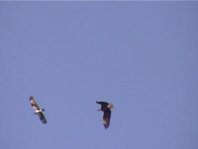 P000019f.jpg