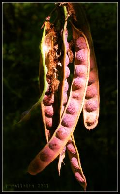 Seed Pods. Urumbamba, Perú