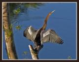 Anhinga (Male)