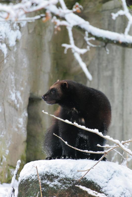 Wolverine