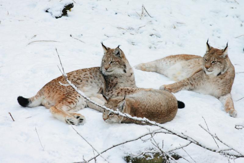 Lynx - Family Photo I