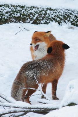 Foxes - Winter in Skansen