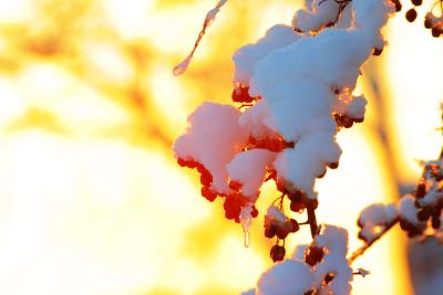 The Great Colors of Winter III