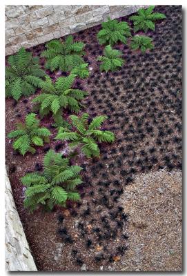 Ferns