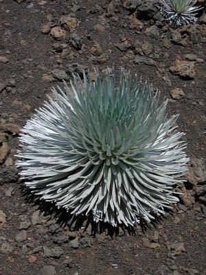 Silver Sword (grow only here)
