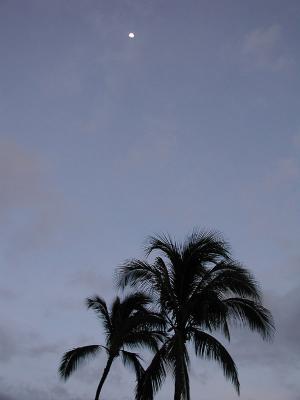 Luau Moon