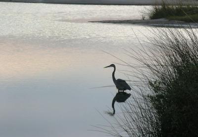 Heron