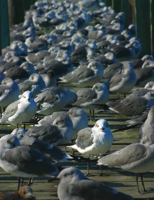 Two Gulls