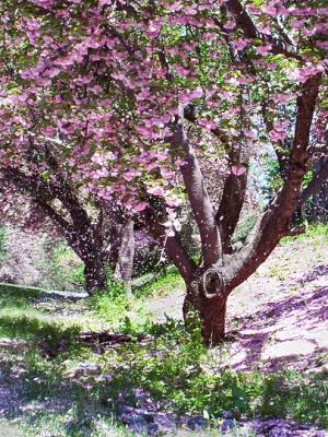 Cherry-Blossom-Shower.jpg