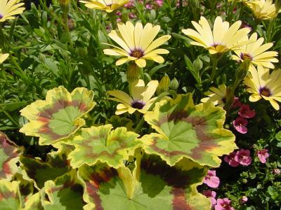 osteospermum  geranium.jpg