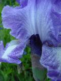 iris blue 02.jpg