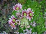 sempervivum flower.jpg