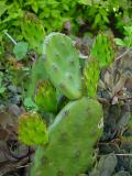 cactus 02.jpg