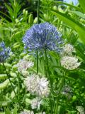 allium  astrantia.jpg