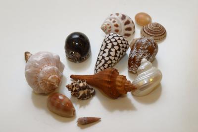 Just a random pick of shells