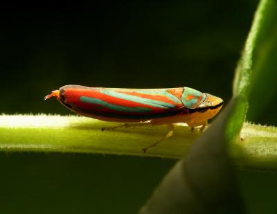 Rainbow Leafhopper 7098