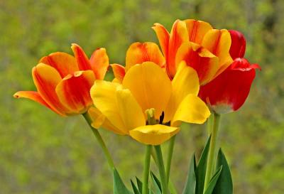 Tulips 6161.jpg
