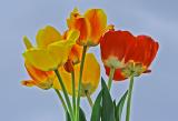 Tulips 6168.jpg