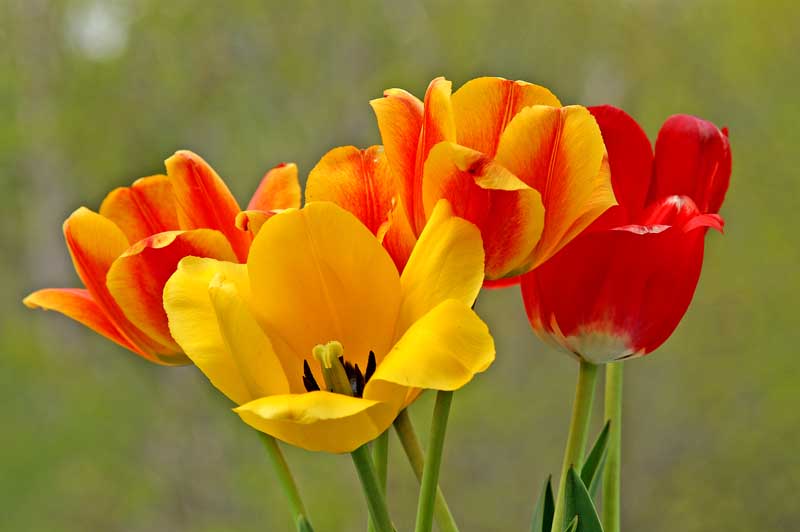 Tulips 6166.jpg