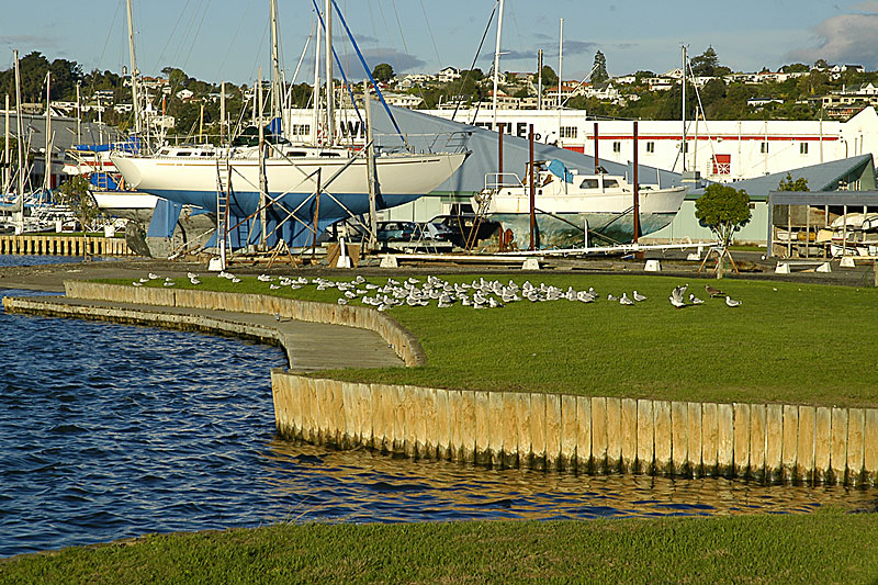 Boat Harbour at Late Afternoon