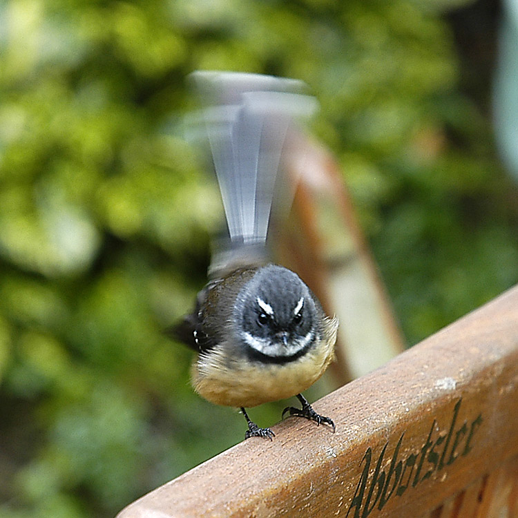 The friendly fantail