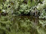 Reflections with Magnolia over river