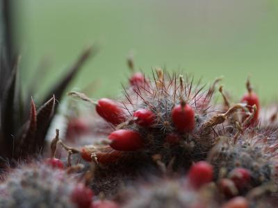 Cacti-018