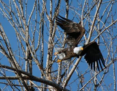 Bald Eagle 1204-3j  Naches River